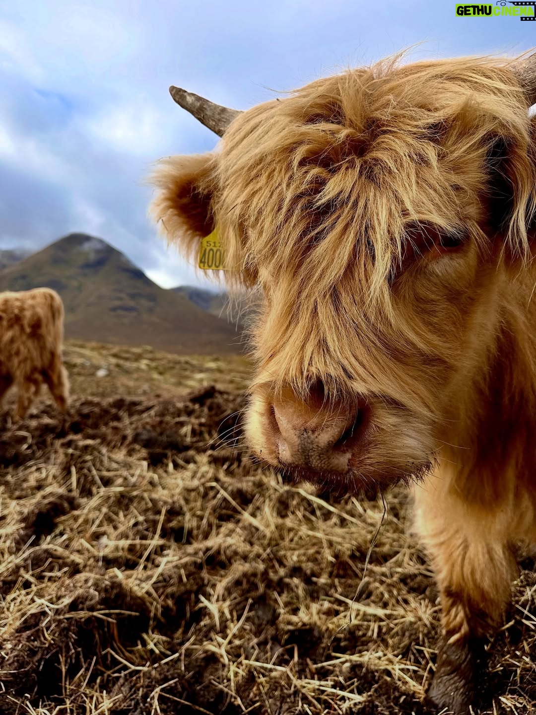 Shannon Elizabeth - 8.9K Likes - Scotland is magical! My favorite moments were finding the beautiful Highland Cows...or Heilan Coos as one might say. 😃 They are stunning. ✨

#scotland #highlandcows #cows #travel
