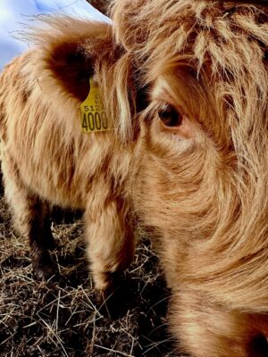 Shannon Elizabeth Instagram - Scotland is magical! My favorite moments were finding the beautiful Highland Cows...or Heilan Coos as one might say. 😃 They are stunning. ✨

#scotland #highlandcows #cows #travel