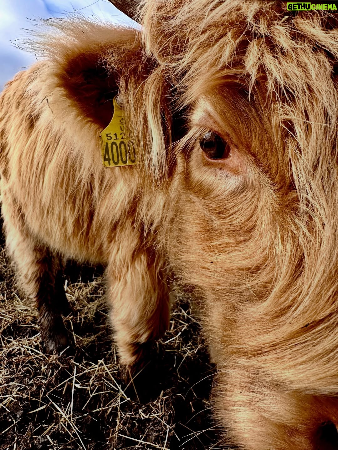 Shannon Elizabeth - 8.9K Likes - Scotland is magical! My favorite moments were finding the beautiful Highland Cows...or Heilan Coos as one might say. 😃 They are stunning. ✨

#scotland #highlandcows #cows #travel