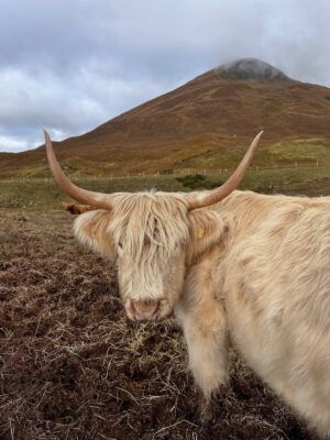 Shannon Elizabeth Instagram - Scotland is magical! My favorite moments were finding the beautiful Highland Cows...or Heilan Coos as one might say. 😃 They are stunning. ✨

#scotland #highlandcows #cows #travel