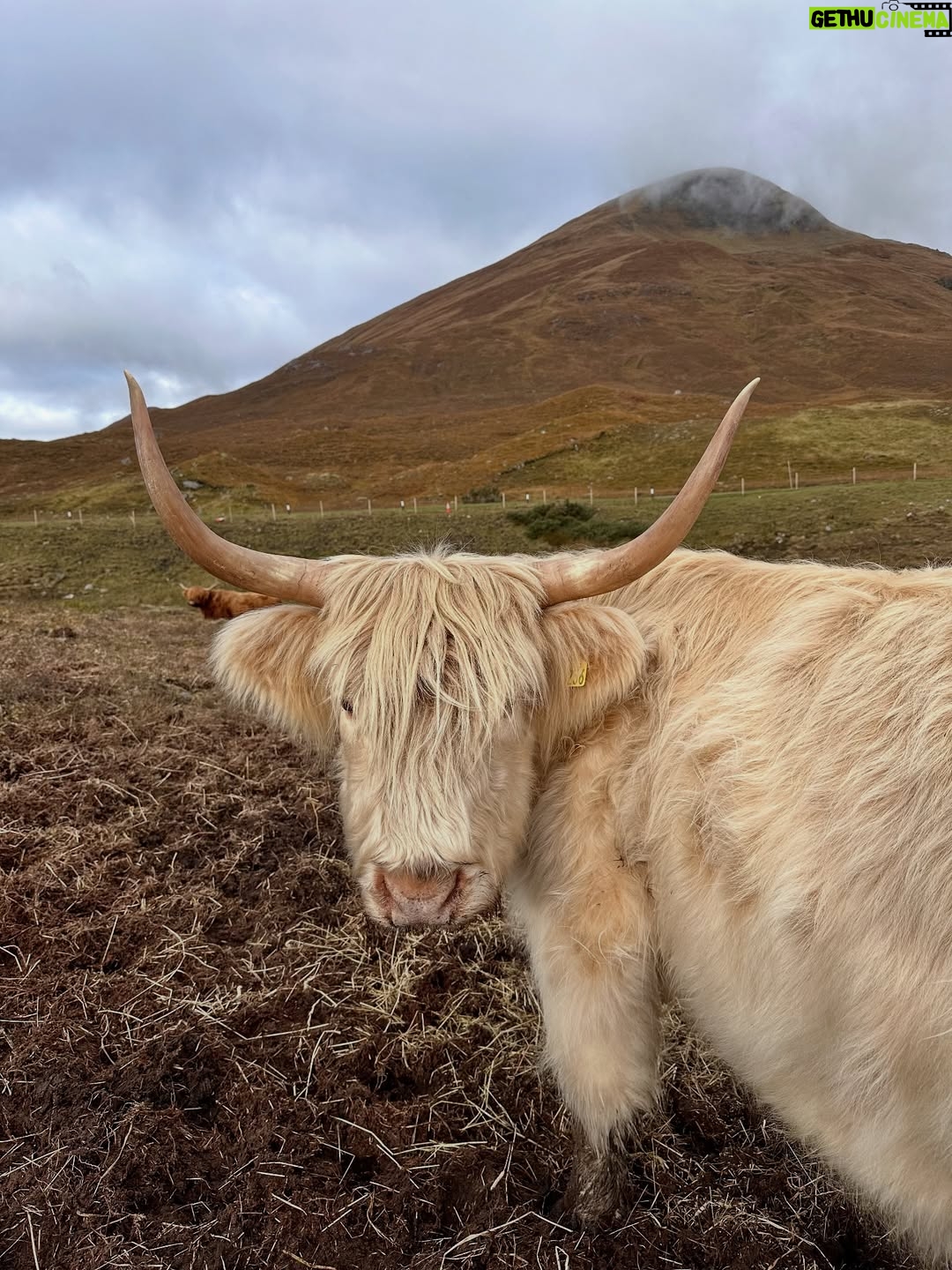 Shannon Elizabeth - 8.9K Likes - Scotland is magical! My favorite moments were finding the beautiful Highland Cows...or Heilan Coos as one might say. 😃 They are stunning. ✨

#scotland #highlandcows #cows #travel