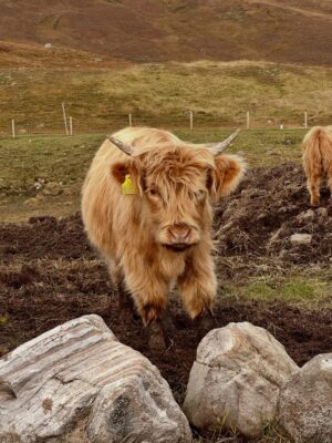 Shannon Elizabeth Instagram - Scotland is magical! My favorite moments were finding the beautiful Highland Cows...or Heilan Coos as one might say. 😃 They are stunning. ✨

#scotland #highlandcows #cows #travel