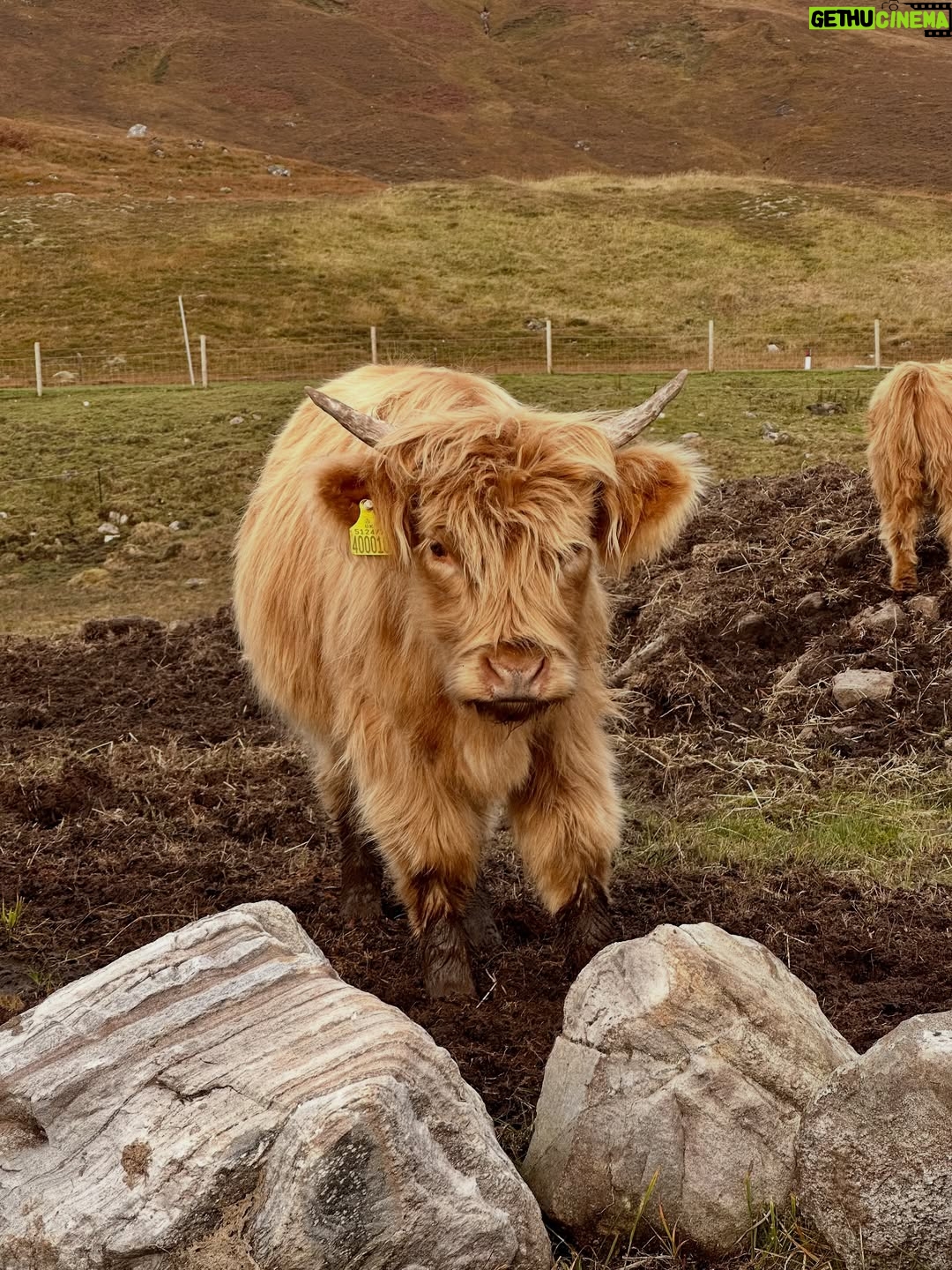 Shannon Elizabeth - 8.9K Likes - Scotland is magical! My favorite moments were finding the beautiful Highland Cows...or Heilan Coos as one might say. 😃 They are stunning. ✨

#scotland #highlandcows #cows #travel