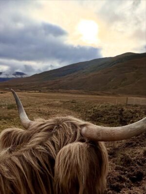 Shannon Elizabeth Instagram - Scotland is magical! My favorite moments were finding the beautiful Highland Cows...or Heilan Coos as one might say. 😃 They are stunning. ✨

#scotland #highlandcows #cows #travel