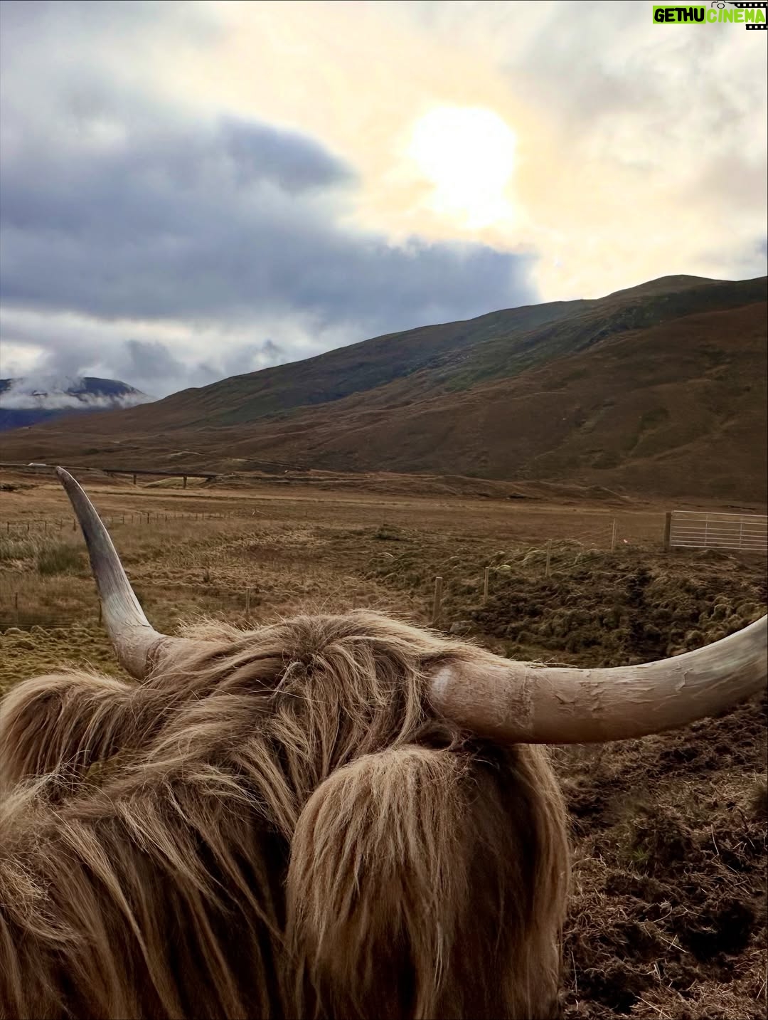 Shannon Elizabeth - 8.9K Likes - Scotland is magical! My favorite moments were finding the beautiful Highland Cows...or Heilan Coos as one might say. 😃 They are stunning. ✨

#scotland #highlandcows #cows #travel