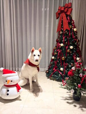 Shim Jin-hwa Instagram - ㅎㅎㅎ
오랜만에 개족사진🐶🥰😍🎄💕

협조 좀 하자 김태풍!!!
ㅋㅋㅋㅋㅋ
