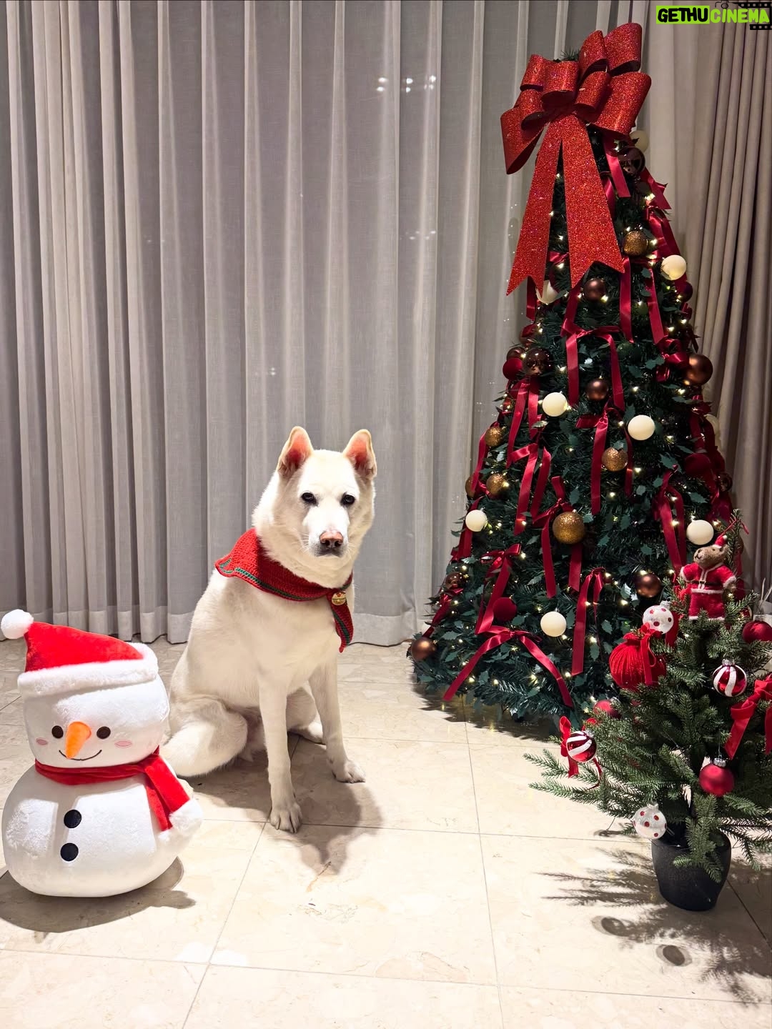 Shim Jin-hwa - 7.9K Likes - ㅎㅎㅎ
오랜만에 개족사진🐶🥰😍🎄💕

협조 좀 하자 김태풍!!!
ㅋㅋㅋㅋㅋ