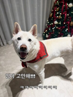 Shim Jin-hwa Instagram - ㅎㅎㅎ
오랜만에 개족사진🐶🥰😍🎄💕

협조 좀 하자 김태풍!!!
ㅋㅋㅋㅋㅋ
