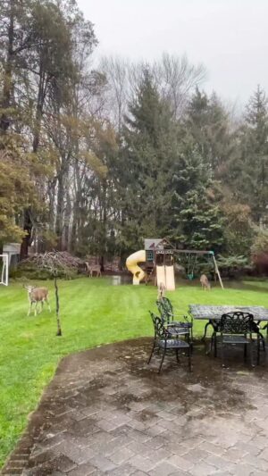 Son Tae-young Instagram - ☔️🌧️🌂🦌