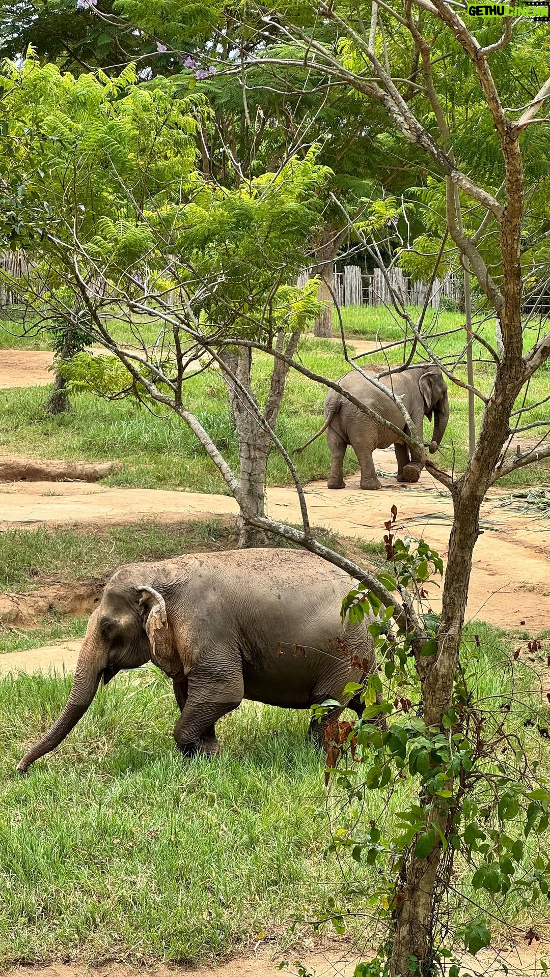 Taya Rogers - 165 Likes - A magical morning at The Elephant Kingdom Sanctuary 🐘💛 The kids had the best time making elephant “power balls,” feeding the herd, and exploring the 400m skywalk while learning about these gentle giants.
Every elephant here has been rescued from hard labor or tourist shows and now gets to live freely, as they deserve. 🌿✨
If you’re visiting Koh Samui, please support ethical sanctuaries like this one — and say no to animal tourism that exploits animals.

เช้านี้เต็มไปด้วยความประทับใจที่ @elephantkingdomsanctuary 🐘💛 เด็กๆ สนุกสุดๆ กับการทำ “พาวเวอร์บอล” ให้อาหารช้าง ป้อนกล้วย และเดินบนสกายวอล์กยาว 400 เมตรเพื่อชมวิถีชีวิตของช้างอย่างใกล้ชิด 🌿✨
ช้างทุกตัวที่นี่ถูกช่วยเหลือมาจากงานหนักหรือการท่องเที่ยวที่เอาเปรียบ และวันนี้พวกเขาได้ใช้ชีวิตอย่างอิสระตามที่ควรจะเป็น
หากมาเกาะสมุย ขอชวนให้สนับสนุนแหล่งท่องเที่ยวเชิงอนุรักษ์แบบนี้ และไม่สนับสนุนการท่องเที่ยวที่เอาเปรียบสัตว์ค่ะ 💛