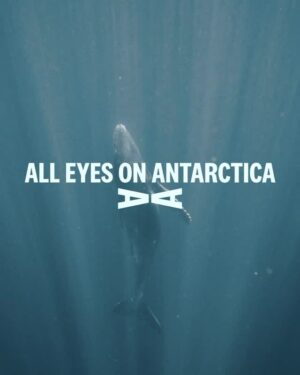 Taylor Rees Instagram - The Southern Ocean helps regulate the climate for the entire planet and drive our ocean currents, but unprecedented levels of krill fishing, carried out by a handful of countries and used to feed farmed fish and in health supplements, threatens to disrupt this fragile ecosystem and accelerate the climate crisis in dangerous and unknown ways. 

Worse still, the industry making a profit from extracting krill is leading a targeted effort to double current krill fishing levels, pushing the ecosystem to a dangerous tipping point.

The planet can’t afford to take this risk.

Join the #AntarcticAvengers in the call for an end to krill fishing in the Southern Ocean to protect wildlife and safeguard Antarctic ecosystems and global climate regulation. Repost to amplify the call and visit www.our-antarctica.com to demand action to protect Antarctica. 

#ClosetheSouthernOceantoFishing #AntarcticAvengers