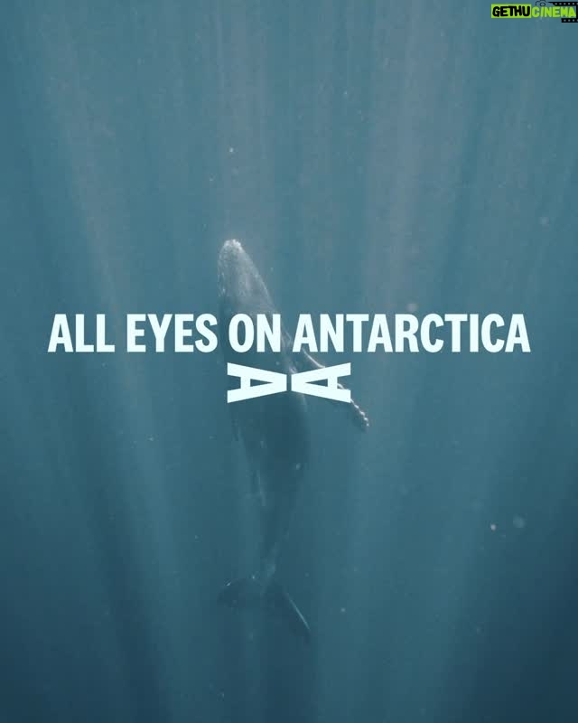 Taylor Rees - 4K Likes - The Southern Ocean helps regulate the climate for the entire planet and drive our ocean currents, but unprecedented levels of krill fishing, carried out by a handful of countries and used to feed farmed fish and in health supplements, threatens to disrupt this fragile ecosystem and accelerate the climate crisis in dangerous and unknown ways. 

Worse still, the industry making a profit from extracting krill is leading a targeted effort to double current krill fishing levels, pushing the ecosystem to a dangerous tipping point.

The planet can’t afford to take this risk.

Join the #AntarcticAvengers in the call for an end to krill fishing in the Southern Ocean to protect wildlife and safeguard Antarctic ecosystems and global climate regulation. Repost to amplify the call and visit www.our-antarctica.com to demand action to protect Antarctica. 

#ClosetheSouthernOceantoFishing #AntarcticAvengers