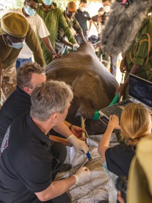 Taylor Rees Instagram - Long term passion project with directors @taylorfreesolo @kbarrettcleary and the incredible @amivitale now live on @disneyplus streaming!

So powerful to have spent time with these animals on location @olpejeta.

@amivitale @drewness17 @mr_b_a @abutosounds
@andrewhbrown @expedition.studios @natgeo @beawangondu @jovansomewhere @biorescue_project @johnvonblock @zacharia_mutai @disneyplus @kbarrettcleary
