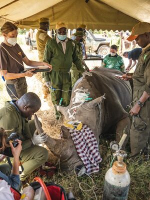 Taylor Rees Instagram - Long term passion project with directors @taylorfreesolo @kbarrettcleary and the incredible @amivitale now live on @disneyplus streaming!

So powerful to have spent time with these animals on location @olpejeta.

@amivitale @drewness17 @mr_b_a @abutosounds
@andrewhbrown @expedition.studios @natgeo @beawangondu @jovansomewhere @biorescue_project @johnvonblock @zacharia_mutai @disneyplus @kbarrettcleary
