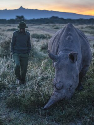Taylor Rees Instagram - Long term passion project with directors @taylorfreesolo @kbarrettcleary and the incredible @amivitale now live on @disneyplus streaming!

So powerful to have spent time with these animals on location @olpejeta.

@amivitale @drewness17 @mr_b_a @abutosounds
@andrewhbrown @expedition.studios @natgeo @beawangondu @jovansomewhere @biorescue_project @johnvonblock @zacharia_mutai @disneyplus @kbarrettcleary