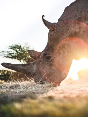 Taylor Rees Instagram - Long term passion project with directors @taylorfreesolo @kbarrettcleary and the incredible @amivitale now live on @disneyplus streaming!

So powerful to have spent time with these animals on location @olpejeta.

@amivitale @drewness17 @mr_b_a @abutosounds
@andrewhbrown @expedition.studios @natgeo @beawangondu @jovansomewhere @biorescue_project @johnvonblock @zacharia_mutai @disneyplus @kbarrettcleary