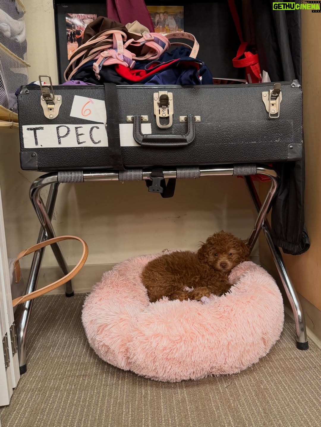 Tiler Peck - 13K Likes - Officially kicked off the Nutcracker season last night with my first performance of Dewdrop! 

It was so amazing getting to see new and familiar faces in the audience last night ❤️ Thank you to everyone who came out to support us!

Now let’s get the Christmas season started! And yes Nyla is obviously loving all this new attention 🐶 

#ballet #ballerina #dance #dancer #nutcracker #dewdrop #performance #thingstodoinnyc #photos #carousel