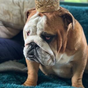 Ulrika Jonsson Instagram - A year ago today, I had to let you go, my darling Leo.
Maybe I hung on to you a bit longer than I should. But in the end I know I did what was right for you, not me.
Your pain and suffering gradually changed your behaviour and poor Hank was on the receiving end of your outbursts which were signs to me you were deteriorating.
But a lot of the time you suffered in silence - asking for nothing but cuddles.
You were never going to overcome your chronic lymphocytic leukaemia but you lived 3yrs longer than your prognosis.

Oh my darling boy. I miss our cuddles; I miss you tilting your head from side to side when I spoke to you as if you knew exactly what I was thinking. I miss how - like clockwork - you would appear in the kitchen at 5pm on the dot when it was time for food.
I even miss your Short Man Syndrome strops. You were a lot of personality packed into such a solid little Bulldog.

It took a while to be able to look at pics of you but today I’m so grateful for the years we had together.

Smackerjacks Lover Man.

My boy Leo ❤️