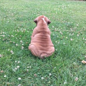 Ulrika Jonsson Instagram - A year ago today, I had to let you go, my darling Leo.
Maybe I hung on to you a bit longer than I should. But in the end I know I did what was right for you, not me.
Your pain and suffering gradually changed your behaviour and poor Hank was on the receiving end of your outbursts which were signs to me you were deteriorating.
But a lot of the time you suffered in silence - asking for nothing but cuddles.
You were never going to overcome your chronic lymphocytic leukaemia but you lived 3yrs longer than your prognosis.

Oh my darling boy. I miss our cuddles; I miss you tilting your head from side to side when I spoke to you as if you knew exactly what I was thinking. I miss how - like clockwork - you would appear in the kitchen at 5pm on the dot when it was time for food.
I even miss your Short Man Syndrome strops. You were a lot of personality packed into such a solid little Bulldog.

It took a while to be able to look at pics of you but today I’m so grateful for the years we had together.

Smackerjacks Lover Man.

My boy Leo ❤️