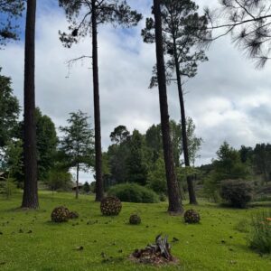 Virginia Da Cunha Instagram - ESTANCIA LA ERNESTINA 🧝🏻‍♀️💜🌳

Desde Córdoba les escribo, disfrutando en este lugar que me recuerda el diseño perfecto de este planeta. Mi hada interior es feliz en los bosques, las cascadas, los ríos.. entre caballos y pájaros de todos los colores. Vine a musicalizar un cumpleaños muy especial pero el regalo lo recibí. Me vuelvo llena de pura energía y paz. Gracias @jmmazurok 
Sin dudas volveré 🤍