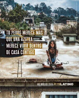 Ale Müller Instagram - En muchos lugares de Latinoamérica, dejan a los animales de compañía solos y sin protección en las azoteas. Por eso, la estrella mexicana de telenovelas y amiga de PETA Latino, @alemulleroficial, alzó la voz por ellos: posando sucia, angustiada y encadenada del cuello en una azotea inhóspita para recordarle al público que los perros deben vivir seguros dentro del hogar con su familia, NO solos en una azotea 💔🐶

Une tu voz a la de Ale y nunca te quedes callado cuando veas un perro sufriendo en la azotea.

@esquedachris
@imageniers
@camilatrujillo_mkup