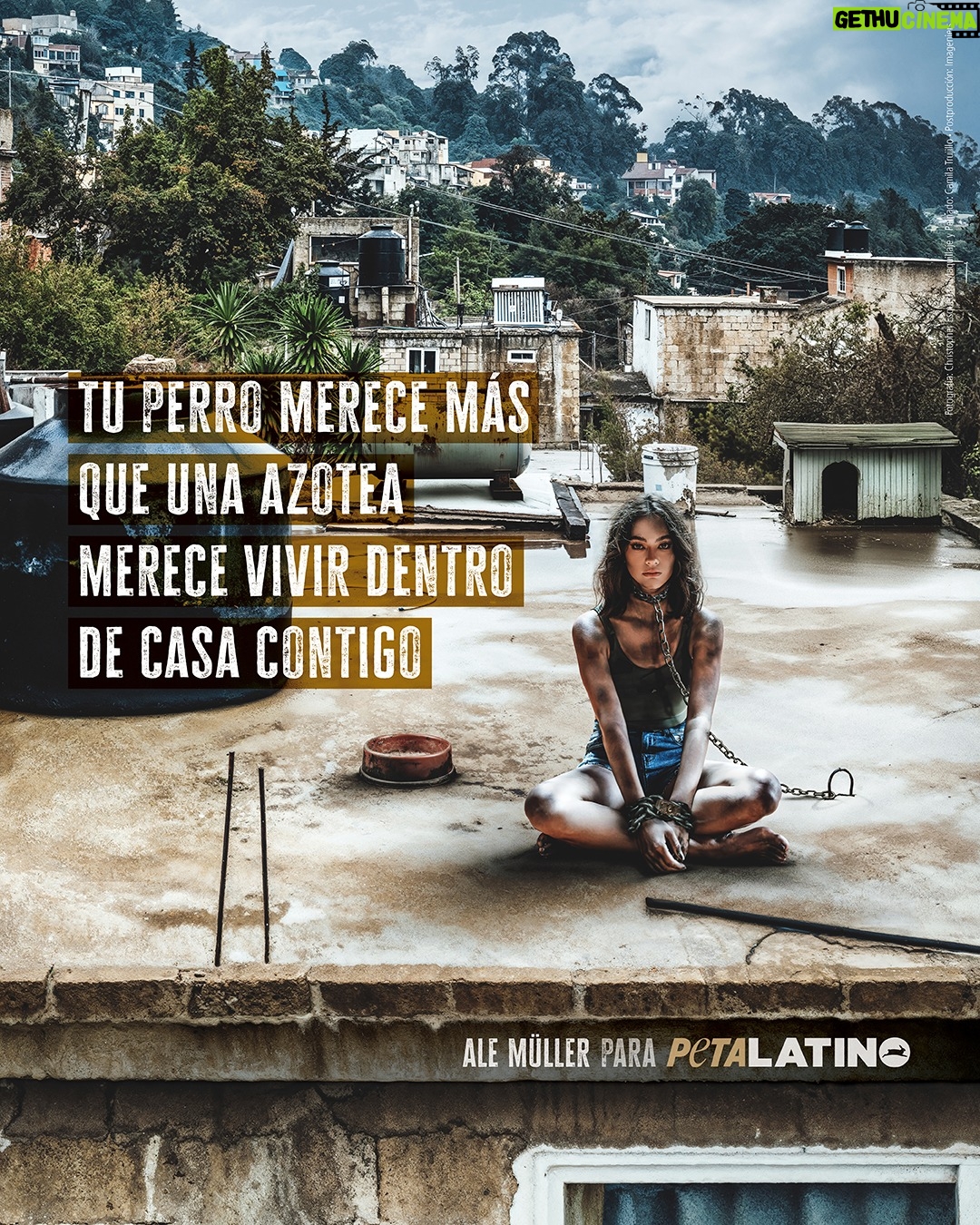 Ale Müller - 35.2K Likes - En muchos lugares de Latinoamérica, dejan a los animales de compañía solos y sin protección en las azoteas. Por eso, la estrella mexicana de telenovelas y amiga de PETA Latino, @alemulleroficial, alzó la voz por ellos: posando sucia, angustiada y encadenada del cuello en una azotea inhóspita para recordarle al público que los perros deben vivir seguros dentro del hogar con su familia, NO solos en una azotea 💔🐶

Une tu voz a la de Ale y nunca te quedes callado cuando veas un perro sufriendo en la azotea.

@esquedachris
@imageniers
@camilatrujillo_mkup