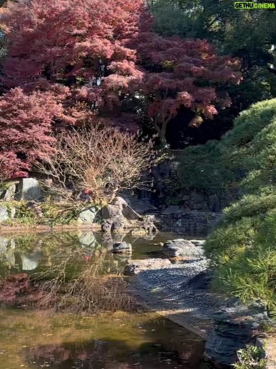 Altaír Jarabo - 23.6K Likes - Último día en Tokyo! 🇯🇵 🗻. Después de ver palacios, templos y la ciudad ultra moderna , no lo puedo evitar. Mis partes favoritas siempre han sido y serán los jardines ! Visite los que fueron del emperador , los que fueron del shogun y realmente me hicieron feliz . 
Ver el monte Fuji desde el Shinkanshen a más de 200km/hr fue lindo también.