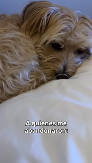 Andrea Tessa Instagram - A quienes decidieron lanzarme a un sitio abandonado y dejarme sin agua ni comida, quisiera contarles que fui rescatada e inmediatamente adoptada, gracias a la tía Ema de @maitencilloadopta7257 ❤️, quien llamó a la es hoy mi humana favorita. Llevamos juntas casi 10 meses. Me cuida y alimenta bien, duermo en su cama, desordeno su casa, lo paso increíble acompañándola a todas partes, juego en la playa buscando cangrejos 🦀, persigo pájaros, todo lo anterior sin éxito por supuesto. Soy enferma de coqueta con todo el mundo, me encanta que me quieran y hagan cariño. Soy medio llevada de mis ideas y no conozco el miedo. Hace unos días bajé por un acantilado a pesar de los gritos de mi mamá al borde del infarto. En fin, soy una cabra chica y lo estoy pasando increíble. Atentamente , Pippa Tessa #rescatayadopta #doglovers