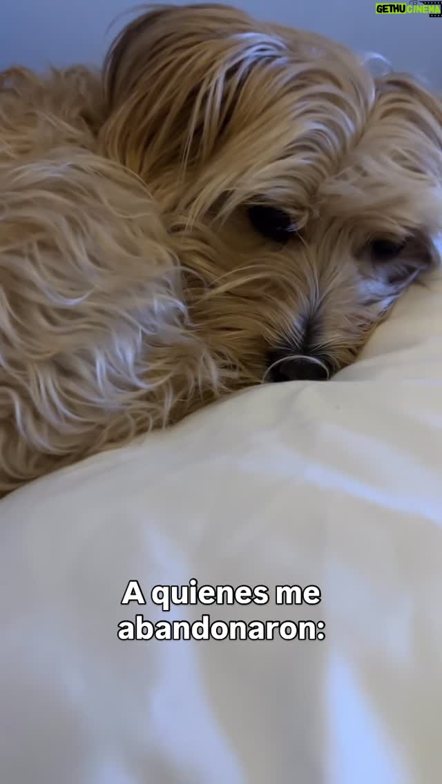 Andrea Tessa - 11.2K Likes - A quienes decidieron lanzarme a un sitio abandonado y dejarme sin agua ni comida, quisiera contarles que fui rescatada e inmediatamente adoptada, gracias a la tía Ema de @maitencilloadopta7257 ❤️, quien llamó a la es hoy mi humana favorita. Llevamos juntas casi 10 meses. Me cuida y alimenta bien, duermo en su cama, desordeno su casa, lo paso increíble acompañándola a todas partes, juego en la playa buscando cangrejos 🦀, persigo pájaros, todo lo anterior sin éxito por supuesto. Soy enferma de coqueta con todo el mundo, me encanta que me quieran y hagan cariño. Soy medio llevada de mis ideas y no conozco el miedo. Hace unos días bajé por un acantilado a pesar de los gritos de mi mamá al borde del infarto. En fin, soy una cabra chica y lo estoy pasando increíble. Atentamente , Pippa Tessa #rescatayadopta #doglovers