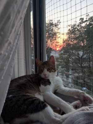 Anjali Sivaraman Instagram - A week in December ❤️
Work, music, friends, cattos🥰