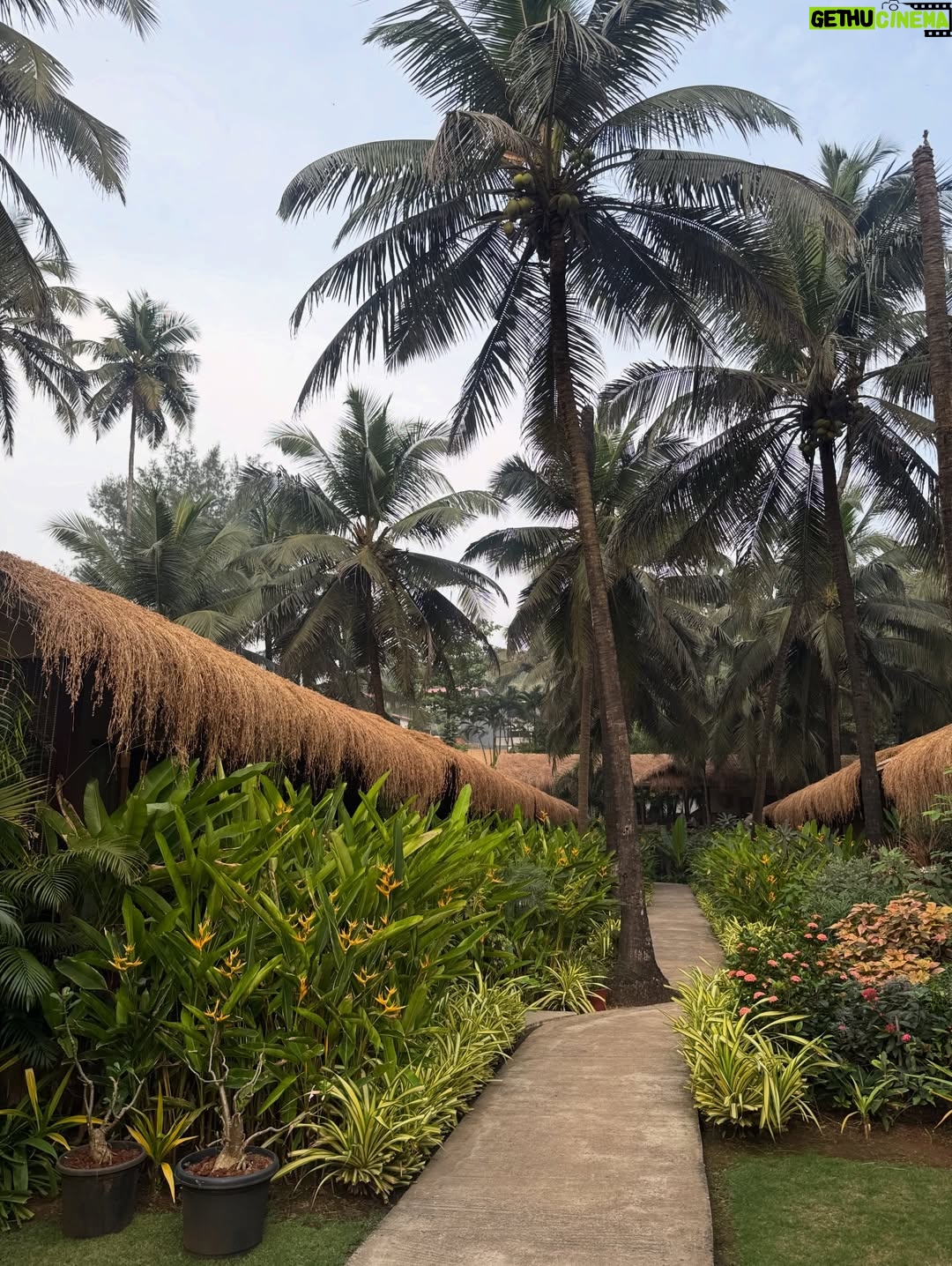 Anjali Sivaraman - 17.5K Likes - Another day in paradise ❤️🥰🍹
@palmagoa @ashwe351 

Thanks for making this happen @anukriti_rathore 🫶🏾🫶🏾
