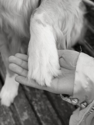 Arooba Batool Instagram - I have a really sad news to share.
There’s a kind of pain that doesn’t scream. It just quietly sits in your chest and makes it hard to breathe.
Today, I’m carrying one of those pains.
My sweet Bella, the soul I once adopted into my arms, has been diagnosed with cancer.
Since the day I got pregnant, she changed. As if she knew. She became my shadow, my silent guard, my constant. She doesn’t leave my side for a second. Follows me from room to room. Watches over me with a love so pure it feels almost unreal. On days I’m tired, she’s there. On nights I’m restless, she’s there. No questions. No conditions. Just love.
It breaks my heart to say this, but my deepest prayer right now is simple:
I pray she lives long enough to meet the baby she has protected so fiercely, without ever being asked to. I pray she gets to see the little life she stood guard over with her whole heart.
I don’t know how much time we have left together. That uncertainty hurts more than words can explain. But I do know this: every single day she has left will be filled with warmth, gentleness, and love beyond measure. She will never know fear. She will never feel alone.
Some souls come into our lives not for a lifetime, but to change us forever.
Bella, you already have. And no matter what comes next, you will always be my brave girl, my protector, my quiet miracle. 🤍