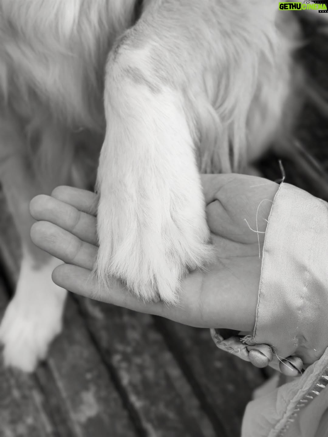 Arooba Batool - 23.4K Likes - I have a really sad news to share.

There’s a kind of pain that doesn’t scream. It just quietly sits in your chest and makes it hard to breathe.
Today, I’m carrying one of those pains.

My sweet Bella, the soul I once adopted into my arms, has been diagnosed with cancer.

Since the day I got pregnant, she changed. As if she knew. She became my shadow, my silent guard, my constant. She doesn’t leave my side for a second. Follows me from room to room. Watches over me with a love so pure it feels almost unreal. On days I’m tired, she’s there. On nights I’m restless, she’s there. No questions. No conditions. Just love.

It breaks my heart to say this, but my deepest prayer right now is simple:
I pray she lives long enough to meet the baby she has protected so fiercely, without ever being asked to. I pray she gets to see the little life she stood guard over with her whole heart.

I don’t know how much time we have left together. That uncertainty hurts more than words can explain. But I do know this: every single day she has left will be filled with warmth, gentleness, and love beyond measure. She will never know fear. She will never feel alone.

Some souls come into our lives not for a lifetime, but to change us forever.
Bella, you already have. And no matter what comes next, you will always be my brave girl, my protector, my quiet miracle. 🤍