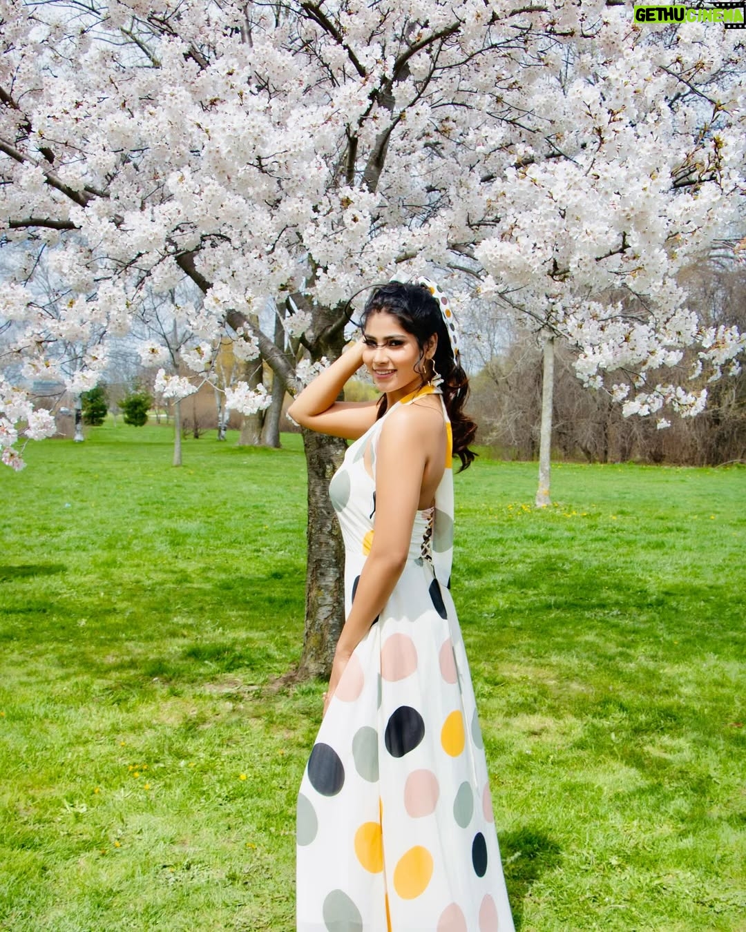 Ayra Bansal - 97K Likes - CherryBossom 🌸🌸 
 #cherryblossom #toronto #canada #actor #ayrabansal #mumbaiindians #india #newpost