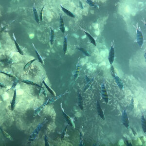 Azadeh Samadi Instagram - قشم زيبا ☀️🌊🐚🦀🐋🐠🐟