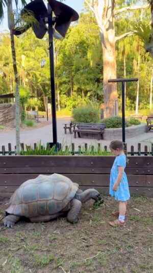 Bindi Irwin Instagram - H O M E. 🐢 The first thing Grace wanted to do? See her best friend, Igloo. @australiazoo