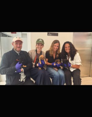 Britt Lower Instagram - three months ago our family (and our hearts!!) expanded by not one, but *two* dogs in one day ~~~thanks to the angels at @animalhaven. 

meet Bow-tie (age 4) and Vinny (now 18 weeks)

so many creatures need a loving home, please consider pet adoption this holiday season, or donate what you can to @animalhaven  on Giving Tuesday or inquire at your local shelter how you help 

we are so grateful to get to love these pups
