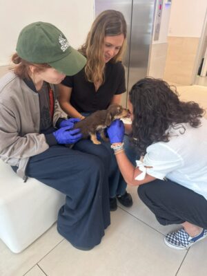 Britt Lower Instagram - Bow-tie was being surrendered the moment we walked into @animalhaven to meet Vinny’s litter. 
It was kismet. 
We’ll never forget the way he looked into our eyes and changed our lives. 
🥹

Thank you, Tiffany at @animalhaven🫶🏻

You can join me in giving back this #GivingTuesday by supporting @animalhaven and the work they do to save lives.

Every year, millions of pets face hunger, homelessness, and heartbreaking neglect. Shelters like Animal Haven are often their only lifeline, providing nutritious food, warm bedding, and critical care to animals with nowhere else to go. Any gift, no matter the size, can and will make a difference for animals in need!

If you donate before midnight on 12/2, your gift is MATCHED, dollar for dollar, up to $50k! Meaning gifts will go twice as far, ensuring animals have a future to look forward to.

Link in bio.