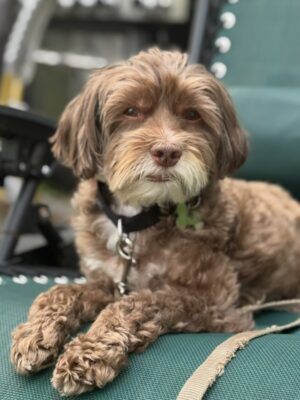 Britt Lower Instagram - Bow-tie was being surrendered the moment we walked into @animalhaven to meet Vinny’s litter. 
It was kismet. 
We’ll never forget the way he looked into our eyes and changed our lives. 
🥹

Thank you, Tiffany at @animalhaven🫶🏻

You can join me in giving back this #GivingTuesday by supporting @animalhaven and the work they do to save lives.

Every year, millions of pets face hunger, homelessness, and heartbreaking neglect. Shelters like Animal Haven are often their only lifeline, providing nutritious food, warm bedding, and critical care to animals with nowhere else to go. Any gift, no matter the size, can and will make a difference for animals in need!

If you donate before midnight on 12/2, your gift is MATCHED, dollar for dollar, up to $50k! Meaning gifts will go twice as far, ensuring animals have a future to look forward to.

Link in bio.