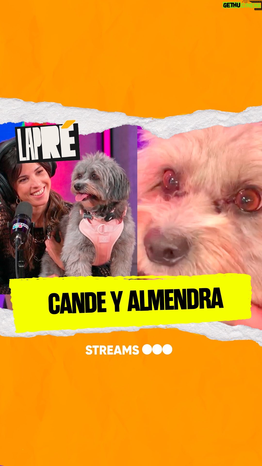 Candelaria Molfese - 40.1K Likes - “Animensé a adoptar” 🐶 La emotiva historia de @candemolfese con su perra Almendra ❤️🥺

#LAPRÉ | 19:30hs de lunes a jueves por nuestro canal de Youtube 📲 #StreamsTelefe