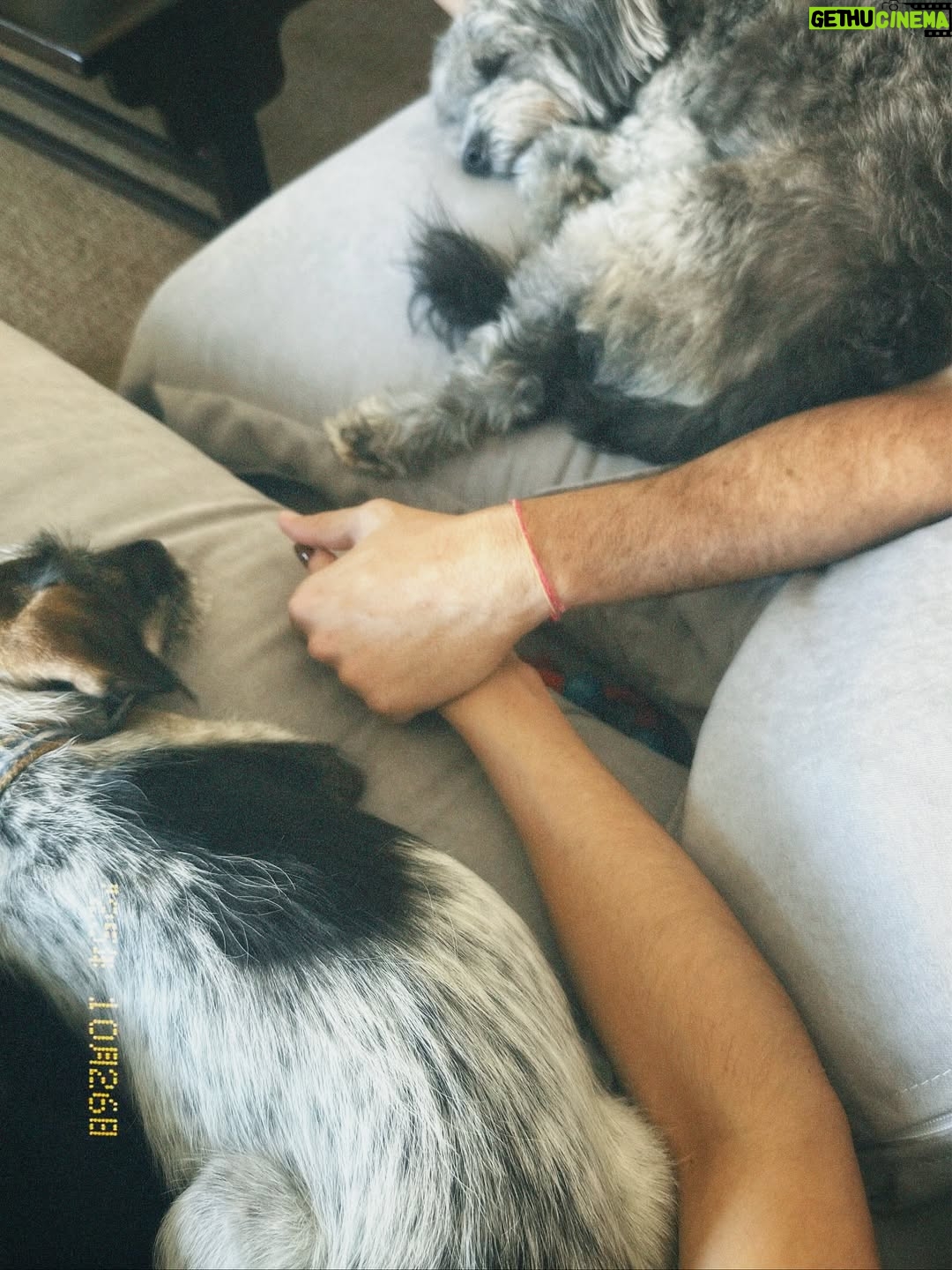 Candelaria Molfese - 51.7K Likes - Y nuevamente me animé a sumar otro 🐶 a mi hogar ❤️ Romeo ya llegó a casa hace 2 semanas y ya tiene mi corazón entero, que lindo es volver a adoptar debo decir que dude mucho por miedo a que Almen sufra pero definitivamente si bien a veces por ser cachorro y pesado quiere huir, ahora ella pasa horas jugando con él y tiene un compañero cuando salgo! Se aman ❤️
Quiero agradecerle de corazón a @pichichosalrescate que confiaron en mí y en Joaco para que Rome sea parte de nuestro hogar, admiro mucho el labor que hacen y créanme que adoptar les va a cambiar la vida ! Es un gesto de amor inmenso y van a recibir más de lo que creen ! Hay muchos perritos en situación de calle es NECESARIO ❤️🐶 
Almen y Rome que bien suena ❤️