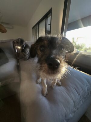 Candelaria Molfese Instagram - Y nuevamente me animé a sumar otro 🐶 a mi hogar ❤️ Romeo ya llegó a casa hace 2 semanas y ya tiene mi corazón entero, que lindo es volver a adoptar debo decir que dude mucho por miedo a que Almen sufra pero definitivamente si bien a veces por ser cachorro y pesado quiere huir, ahora ella pasa horas jugando con él y tiene un compañero cuando salgo! Se aman ❤️
Quiero agradecerle de corazón a @pichichosalrescate que confiaron en mí y en Joaco para que Rome sea parte de nuestro hogar, admiro mucho el labor que hacen y créanme que adoptar les va a cambiar la vida ! Es un gesto de amor inmenso y van a recibir más de lo que creen ! Hay muchos perritos en situación de calle es NECESARIO ❤️🐶 
Almen y Rome que bien suena ❤️