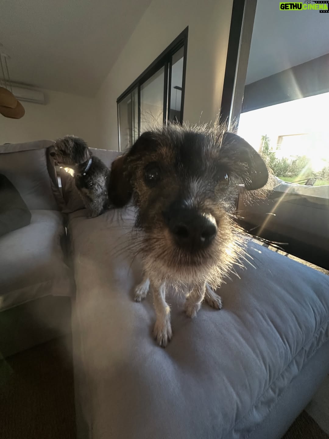 Candelaria Molfese - 51.7K Likes - Y nuevamente me animé a sumar otro 🐶 a mi hogar ❤️ Romeo ya llegó a casa hace 2 semanas y ya tiene mi corazón entero, que lindo es volver a adoptar debo decir que dude mucho por miedo a que Almen sufra pero definitivamente si bien a veces por ser cachorro y pesado quiere huir, ahora ella pasa horas jugando con él y tiene un compañero cuando salgo! Se aman ❤️
Quiero agradecerle de corazón a @pichichosalrescate que confiaron en mí y en Joaco para que Rome sea parte de nuestro hogar, admiro mucho el labor que hacen y créanme que adoptar les va a cambiar la vida ! Es un gesto de amor inmenso y van a recibir más de lo que creen ! Hay muchos perritos en situación de calle es NECESARIO ❤️🐶 
Almen y Rome que bien suena ❤️