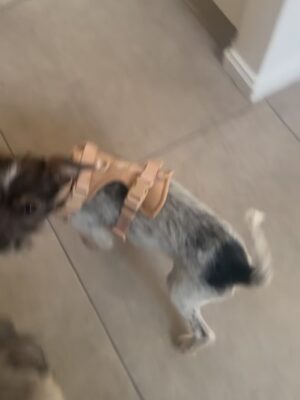 Candelaria Molfese Instagram - Y nuevamente me animé a sumar otro 🐶 a mi hogar ❤️ Romeo ya llegó a casa hace 2 semanas y ya tiene mi corazón entero, que lindo es volver a adoptar debo decir que dude mucho por miedo a que Almen sufra pero definitivamente si bien a veces por ser cachorro y pesado quiere huir, ahora ella pasa horas jugando con él y tiene un compañero cuando salgo! Se aman ❤️
Quiero agradecerle de corazón a @pichichosalrescate que confiaron en mí y en Joaco para que Rome sea parte de nuestro hogar, admiro mucho el labor que hacen y créanme que adoptar les va a cambiar la vida ! Es un gesto de amor inmenso y van a recibir más de lo que creen ! Hay muchos perritos en situación de calle es NECESARIO ❤️🐶 
Almen y Rome que bien suena ❤️