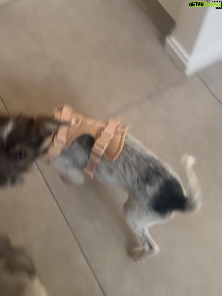 Candelaria Molfese - 51.7K Likes - Y nuevamente me animé a sumar otro 🐶 a mi hogar ❤️ Romeo ya llegó a casa hace 2 semanas y ya tiene mi corazón entero, que lindo es volver a adoptar debo decir que dude mucho por miedo a que Almen sufra pero definitivamente si bien a veces por ser cachorro y pesado quiere huir, ahora ella pasa horas jugando con él y tiene un compañero cuando salgo! Se aman ❤️
Quiero agradecerle de corazón a @pichichosalrescate que confiaron en mí y en Joaco para que Rome sea parte de nuestro hogar, admiro mucho el labor que hacen y créanme que adoptar les va a cambiar la vida ! Es un gesto de amor inmenso y van a recibir más de lo que creen ! Hay muchos perritos en situación de calle es NECESARIO ❤️🐶 
Almen y Rome que bien suena ❤️