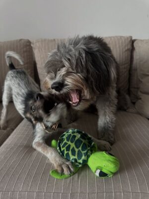 Candelaria Molfese Instagram - Y nuevamente me animé a sumar otro 🐶 a mi hogar ❤️ Romeo ya llegó a casa hace 2 semanas y ya tiene mi corazón entero, que lindo es volver a adoptar debo decir que dude mucho por miedo a que Almen sufra pero definitivamente si bien a veces por ser cachorro y pesado quiere huir, ahora ella pasa horas jugando con él y tiene un compañero cuando salgo! Se aman ❤️
Quiero agradecerle de corazón a @pichichosalrescate que confiaron en mí y en Joaco para que Rome sea parte de nuestro hogar, admiro mucho el labor que hacen y créanme que adoptar les va a cambiar la vida ! Es un gesto de amor inmenso y van a recibir más de lo que creen ! Hay muchos perritos en situación de calle es NECESARIO ❤️🐶 
Almen y Rome que bien suena ❤️