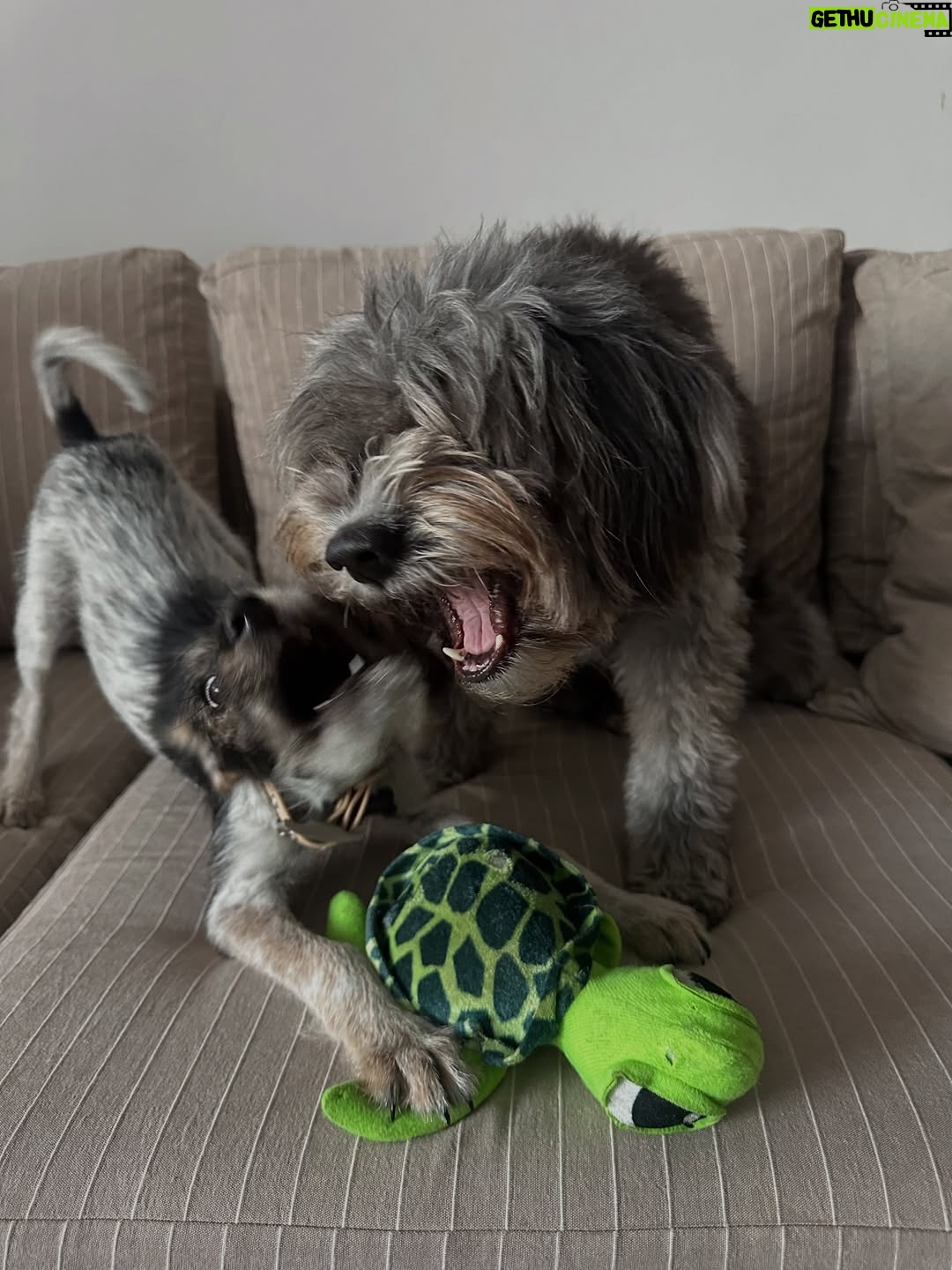 Candelaria Molfese - 51.7K Likes - Y nuevamente me animé a sumar otro 🐶 a mi hogar ❤️ Romeo ya llegó a casa hace 2 semanas y ya tiene mi corazón entero, que lindo es volver a adoptar debo decir que dude mucho por miedo a que Almen sufra pero definitivamente si bien a veces por ser cachorro y pesado quiere huir, ahora ella pasa horas jugando con él y tiene un compañero cuando salgo! Se aman ❤️
Quiero agradecerle de corazón a @pichichosalrescate que confiaron en mí y en Joaco para que Rome sea parte de nuestro hogar, admiro mucho el labor que hacen y créanme que adoptar les va a cambiar la vida ! Es un gesto de amor inmenso y van a recibir más de lo que creen ! Hay muchos perritos en situación de calle es NECESARIO ❤️🐶 
Almen y Rome que bien suena ❤️