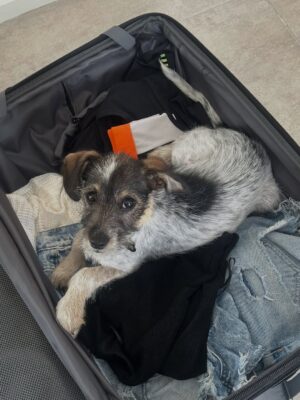 Candelaria Molfese Instagram - Y nuevamente me animé a sumar otro 🐶 a mi hogar ❤️ Romeo ya llegó a casa hace 2 semanas y ya tiene mi corazón entero, que lindo es volver a adoptar debo decir que dude mucho por miedo a que Almen sufra pero definitivamente si bien a veces por ser cachorro y pesado quiere huir, ahora ella pasa horas jugando con él y tiene un compañero cuando salgo! Se aman ❤️
Quiero agradecerle de corazón a @pichichosalrescate que confiaron en mí y en Joaco para que Rome sea parte de nuestro hogar, admiro mucho el labor que hacen y créanme que adoptar les va a cambiar la vida ! Es un gesto de amor inmenso y van a recibir más de lo que creen ! Hay muchos perritos en situación de calle es NECESARIO ❤️🐶 
Almen y Rome que bien suena ❤️