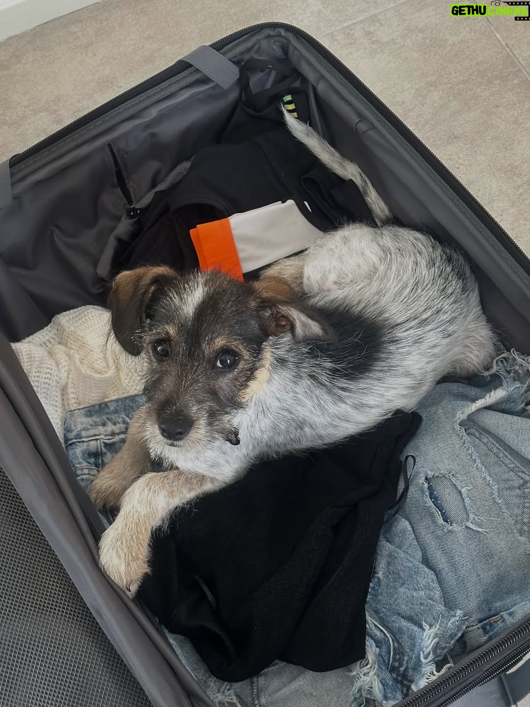 Candelaria Molfese - 51.7K Likes - Y nuevamente me animé a sumar otro 🐶 a mi hogar ❤️ Romeo ya llegó a casa hace 2 semanas y ya tiene mi corazón entero, que lindo es volver a adoptar debo decir que dude mucho por miedo a que Almen sufra pero definitivamente si bien a veces por ser cachorro y pesado quiere huir, ahora ella pasa horas jugando con él y tiene un compañero cuando salgo! Se aman ❤️
Quiero agradecerle de corazón a @pichichosalrescate que confiaron en mí y en Joaco para que Rome sea parte de nuestro hogar, admiro mucho el labor que hacen y créanme que adoptar les va a cambiar la vida ! Es un gesto de amor inmenso y van a recibir más de lo que creen ! Hay muchos perritos en situación de calle es NECESARIO ❤️🐶 
Almen y Rome que bien suena ❤️