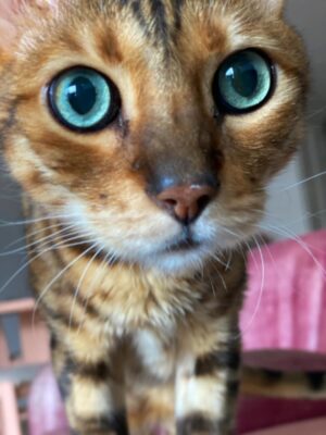 Catherine Ethier Instagram - Garder Tarzan, le chat non-voyant de ma mère, et régulièrement me réveiller avec ces deux ballons turquoise qui me fixent le fond de l’âme à deux pouces des cils 🐆👁️👁️

(Pauline est absolument jalouse 🦍)